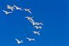 Photo of  birds flying from one place to another, to show their migration.