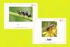Interactive Flashcards: Spring Is Here