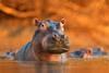 IF_Happy_Animals