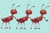 line of illustrated ants on green background