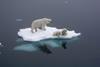Polar bears floating on ice