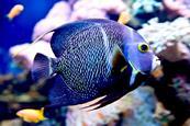 Photo of a fish, ideally not in an aquarium.