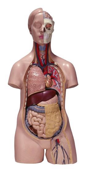 A model of the human body showing its internal organs