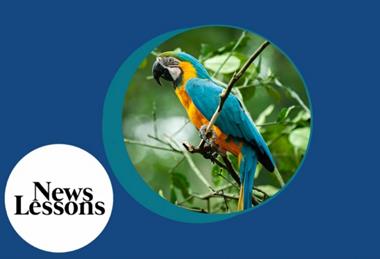 NL_AmazonBirds_index