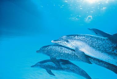 Photo of animals in the ocean.