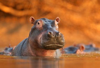 IF_Happy_Animals