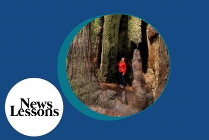 NL_Trees Are Like Humans