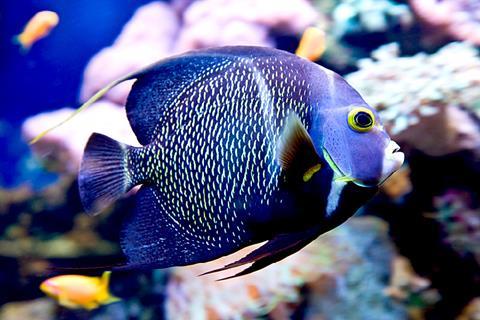 Photo of a fish, ideally not in an aquarium.